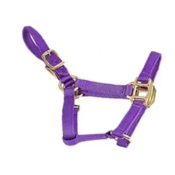 Deluxe Mini Halter -Weatherbeeta Store 1823 Jacks Mini.Halter Purple Side