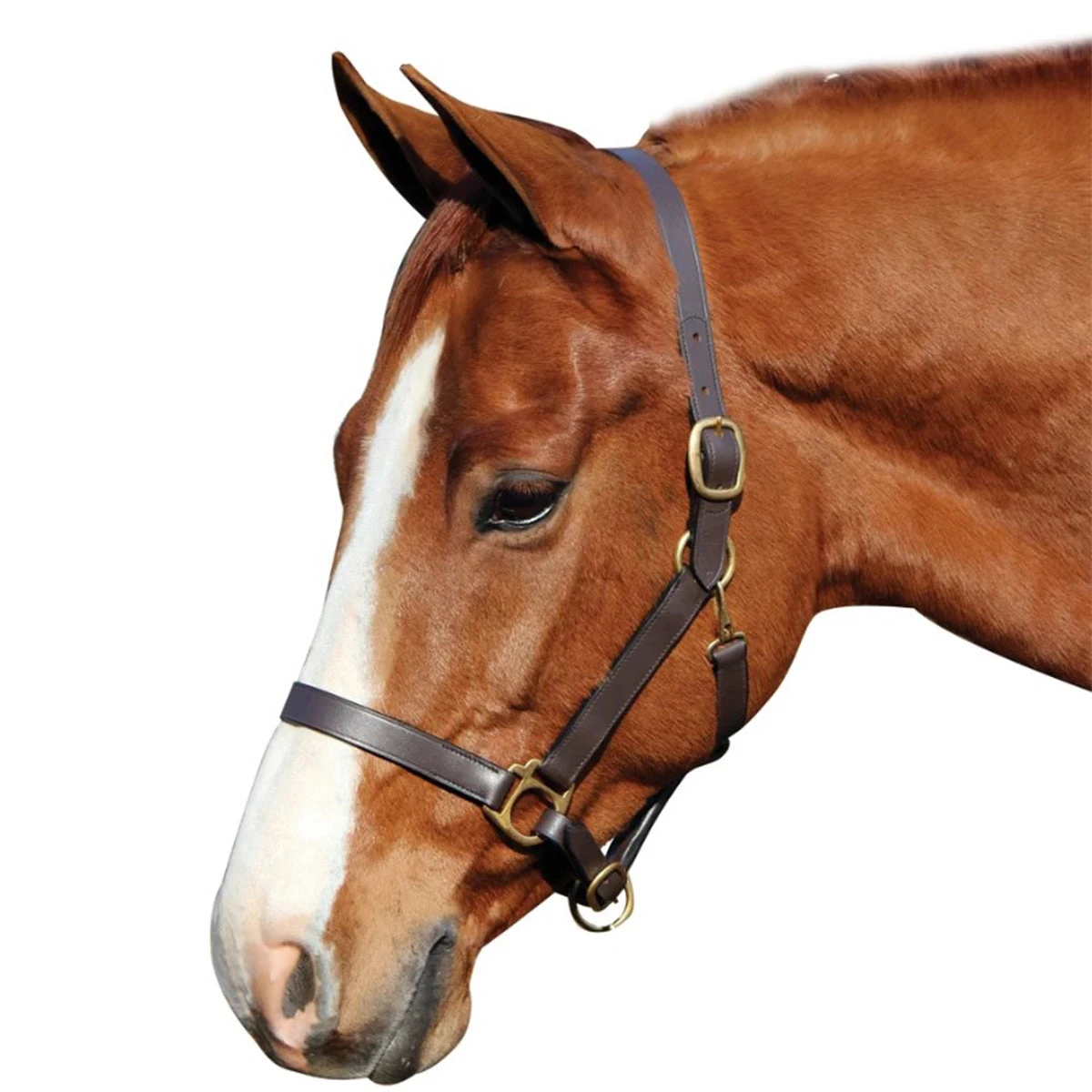 HDR Advantage Leather Halter 2 HDR Advantage Leather Halter - Image 2