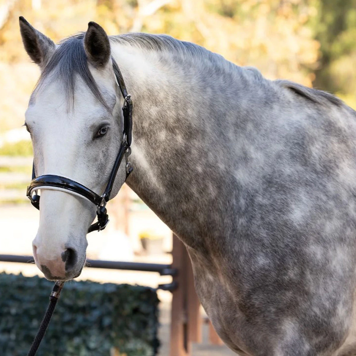 Halter Ego Calisa Black Patent Leather Halter With White Padding 2 Halter Ego Calisa Black Patent Leather Halter With White Padding - Image 2