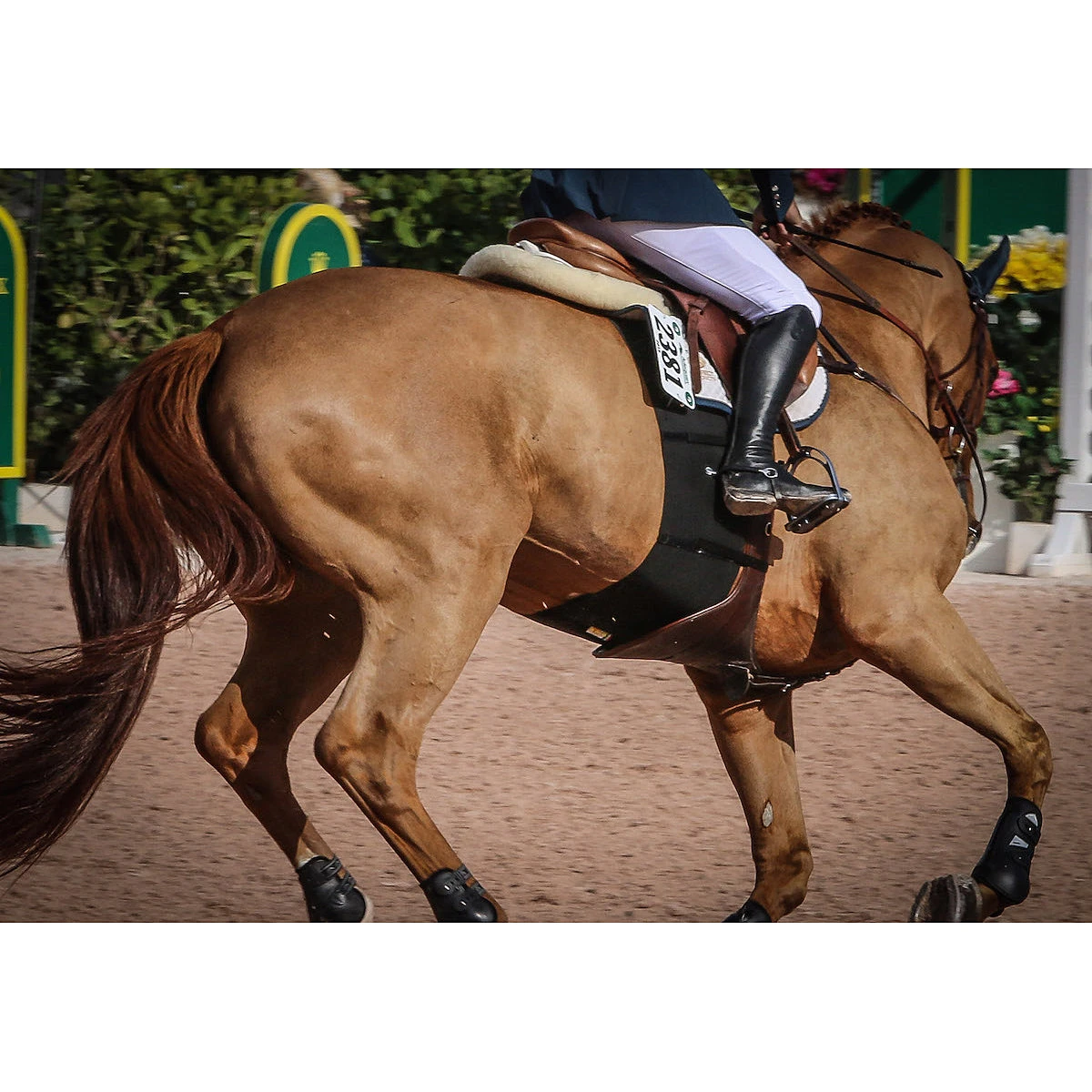 Equifit BellyBand 4 Equifit BellyBand - Image 4