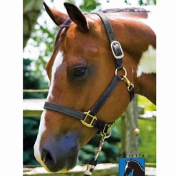 Perri's 1" Leather Show Halter -Weatherbeeta Store black3 41287.1588006314.1280.1280