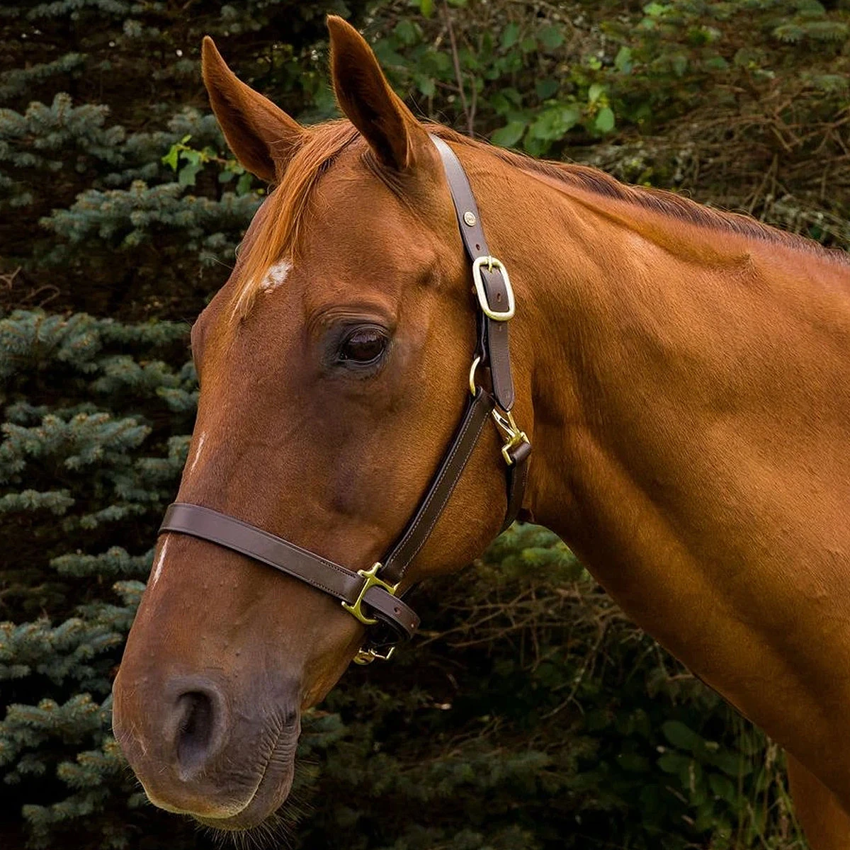 HDR Advantage Leather Halter 1 HDR Advantage Leather Halter