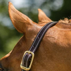 Walsh British Halter -Weatherbeeta Store halter10