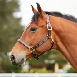 Walsh British Halter -Weatherbeeta Store halter2 66295697 bec2 4526 afc4 9d12955db5e8