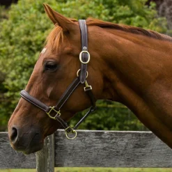 HDR Kushy Plain Raised Halter With Flat Cheek Pieces