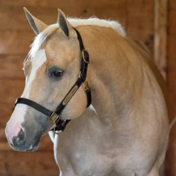 Perri's 1" Leather Turnout Halter -Weatherbeeta Store havana2 59923.1588010940.1280.1280