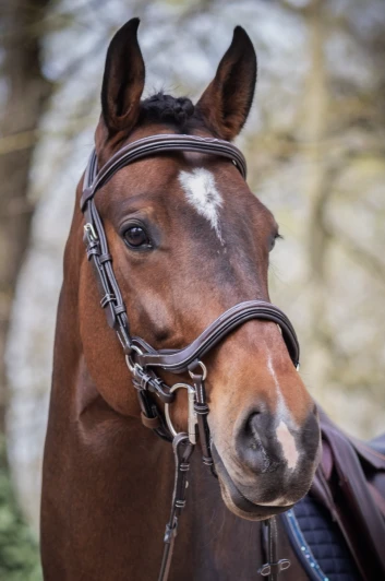 Jump'in Summer Bridle - Week Collection 1 Jump'in Summer Bridle - Week Collection