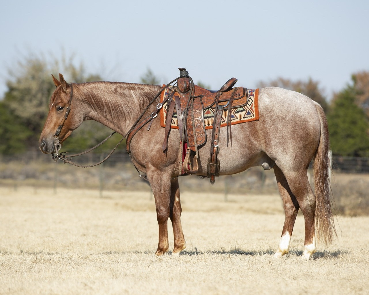 Weatherbeeta Store -Weatherbeeta Store 610397857 5e2b560c8ddca6 94067548